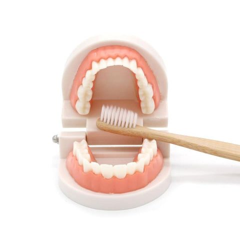 Dentier Montessori - Jeu brossage de dents