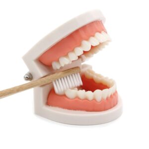 Dentier Montesorri brosse objet d'apprentissage