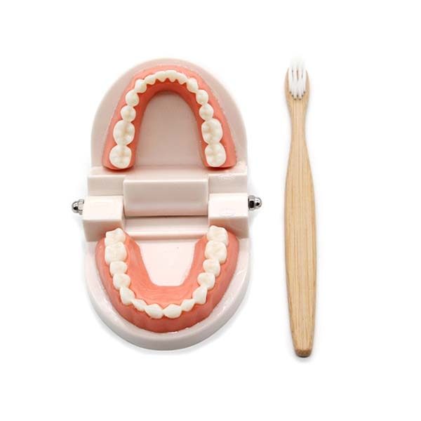 dentier Montessori ouvert brosse objet d'apprentissage